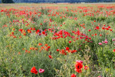 Mavi bulutlu gökyüzünün altında haşhaş çiçeği tarlası