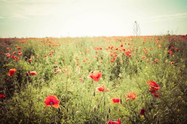 Mavi bulutlu gökyüzünün altında haşhaş çiçeği tarlası