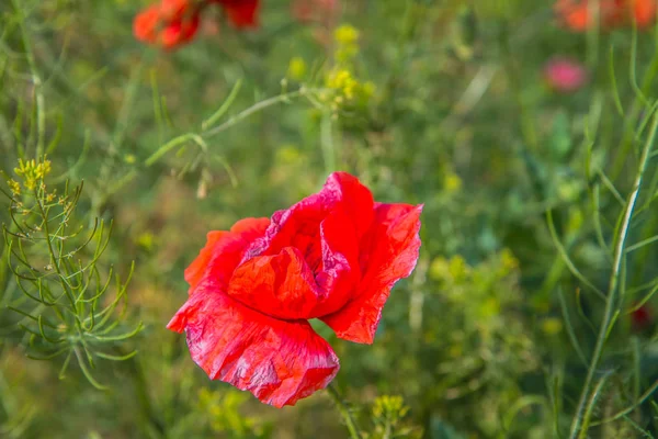 Veld Van Poppy Bloemen Onder Een Blauwe Bewolkte Hemel — Stockfoto