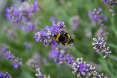 Bir çayırda lavanta çiçekleri üzerinde Yaban arısı