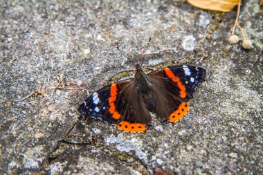 Kızıl amiral (Vanessa atalanta) kelebeği