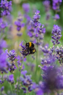 Bir çayırda lavanta çiçekleri üzerinde Yaban arısı