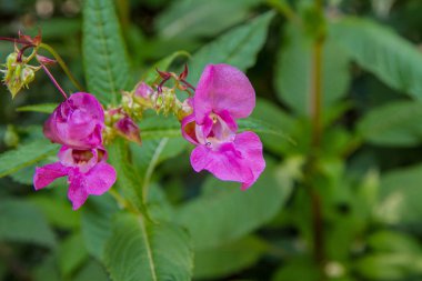 Impatiens glandulifera (Polis Kask) çiçeklenme