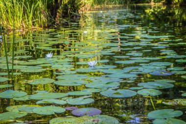 Avrupa beyaz su zambak (Nymphaea Alba) bir dere üzerinde çiçeklenme