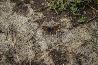 Ortak mavi kelebek (kadın) yere dinlenme