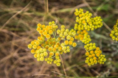Cüce everlast (Helichrysum arenarium) bir çayırda çiçek