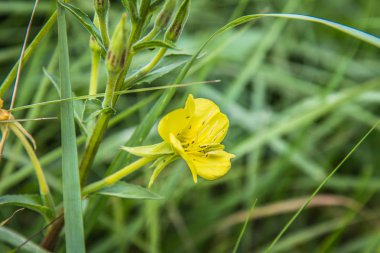 Akşam çuha çiçeği (Oenothera) bir çayırda çiçek
