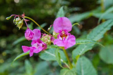 Impatiens glandulifera (Polis Kask) çiçeklenme