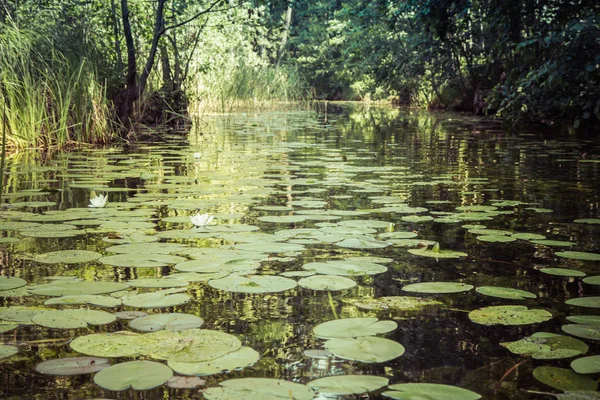 Lírio Água Branca Europeu Nymphaea Alba Florescendo Riacho — Fotografia de Stock