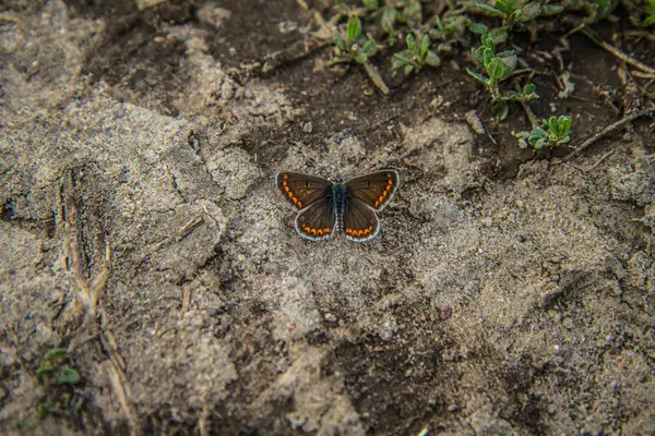 Ortak mavi kelebek (kadın) yere dinlenme