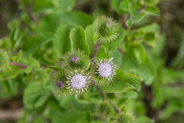 Melankoli Devedikeni Cirsium Heterophyllum Bir Çayırda — Stok fotoğraf