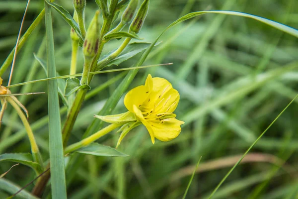 Akşam çuha çiçeği (Oenothera) bir çayırda çiçek