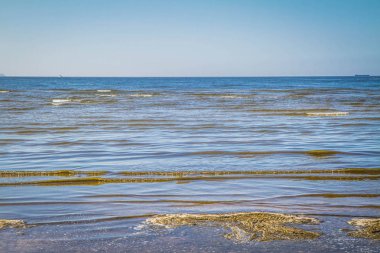 Baltık Denizi plajında yosun