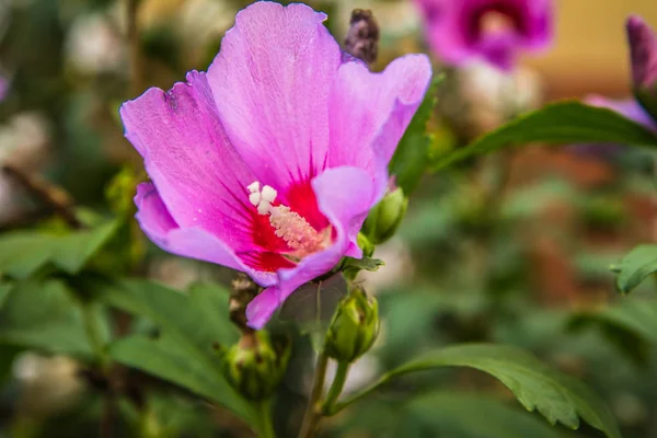 Hibiscus Kwitnący Kwiat Pobliżu — Zdjęcie stockowe