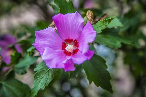 Hibiscus Kwitnący Kwiat Pobliżu — Zdjęcie stockowe