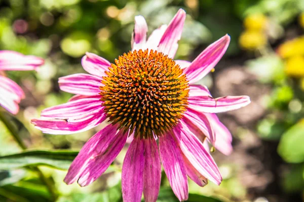 Echinacea Obvykle Nazývána Coneflowers Květiny Kvetou — Stock fotografie