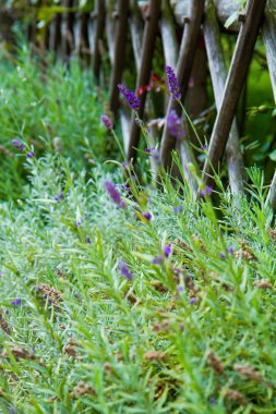 Bahçede yetişen lavanta bitkisi