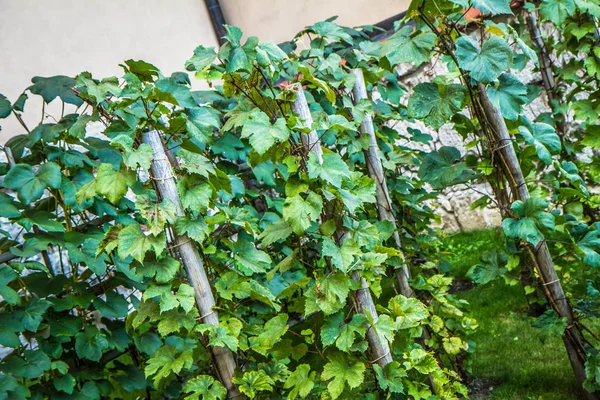 Виноградники Ростуть Винзаводі — стокове фото