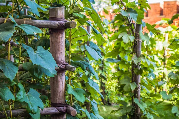 Виноградники Ростуть Винзаводі — стокове фото