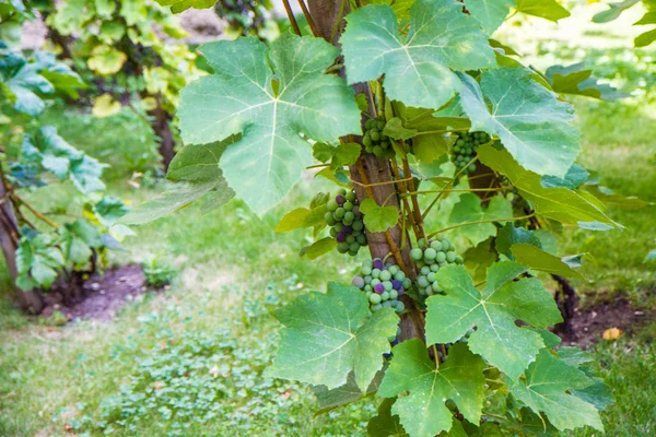 Viñas Que Crecen Una Bodega — Foto de Stock