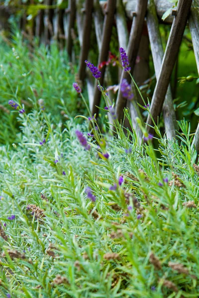 Lavendel Växt Växer Trädgård — Stockfoto