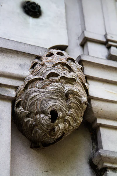 Wasp Nest Wall Building — Stock Photo, Image