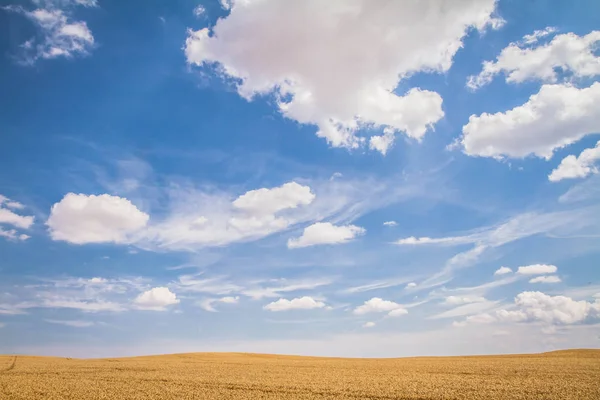 Weizenfeld Unter Blauem Himmel Mit Ein Paar Weißen Wolken — Stockfoto