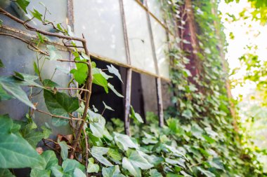 Eski bir tuğla binanın kırık penceresi.