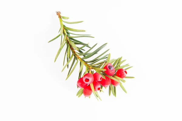 Obecná Tisová Taxus Baccata Větvička Červenými Arily Bílém Pozadí — Stock fotografie