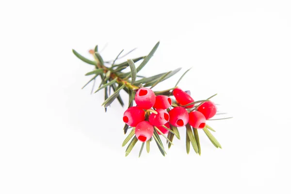 Gewone Taxus Taxus Baccata Takje Met Rode Zeilen Een Witte — Stockfoto