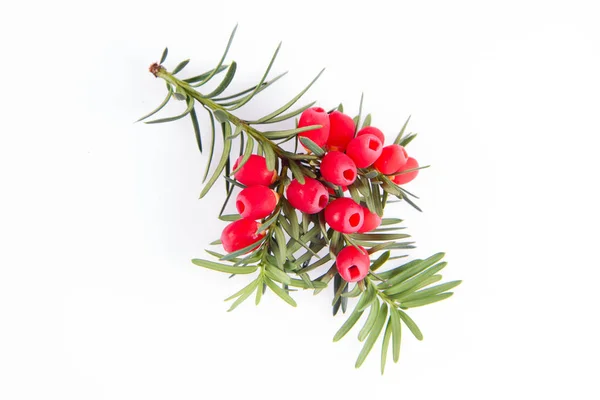 Der Zweig Der Gemeinen Eibe Taxus Baccata Mit Roten Ähren — Stockfoto