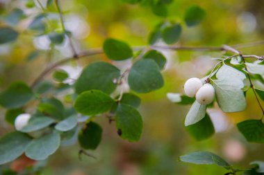 Yaygın kar çileği (Symphoricarpos albus) bitkisi