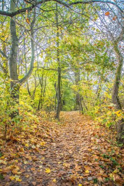 Parktan geçen patika, sonbahar