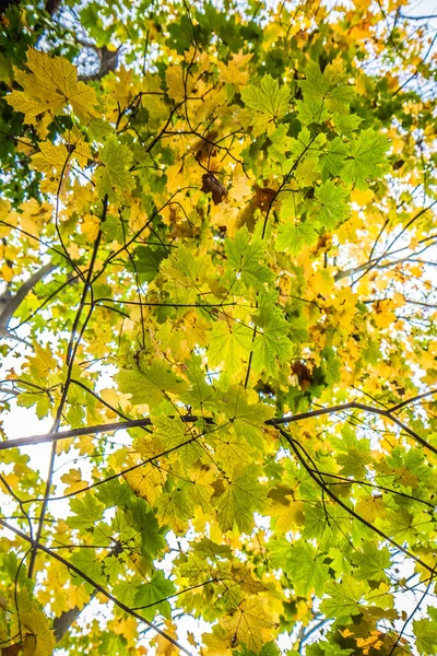 Acer Klon Drzewo Jesienią Widoczne Górę — Zdjęcie stockowe