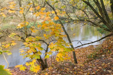 Sonbaharda Polonya, Masovia 'da daha ince bir nehir.
