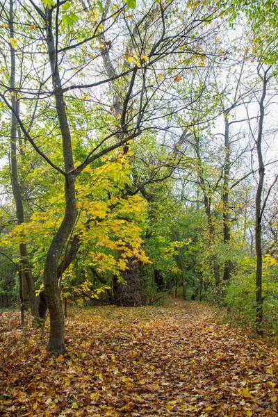 Bosque Día Otoño — Foto de Stock