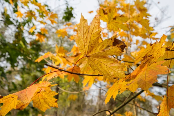 Feuilles Érable Acer Automne — Photo