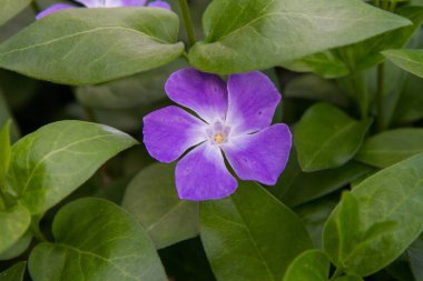 Küçük menekşe (Vinca minör) çiçeği