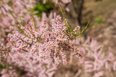 Tamarisk (Tamarix) bitkisi baharda çiçek açar 