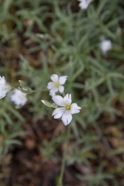 Cerastium 꽃피는 — 스톡 사진