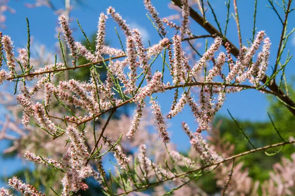 Tamarisk Tamarix Bitkisi Baharda Çiçek Açar — Stok fotoğraf