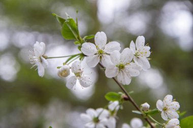 İlkbaharda açan kiraz ağacı