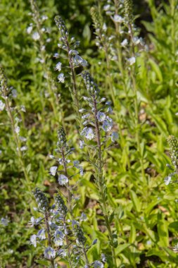 Gentian Speedwell (Veronica Gentianoides) bitkisi çiçek açıyor