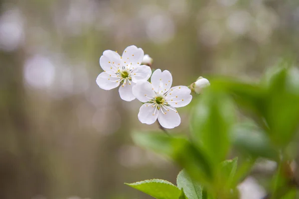 Körsbärsträd Blommar Våren — Stockfoto