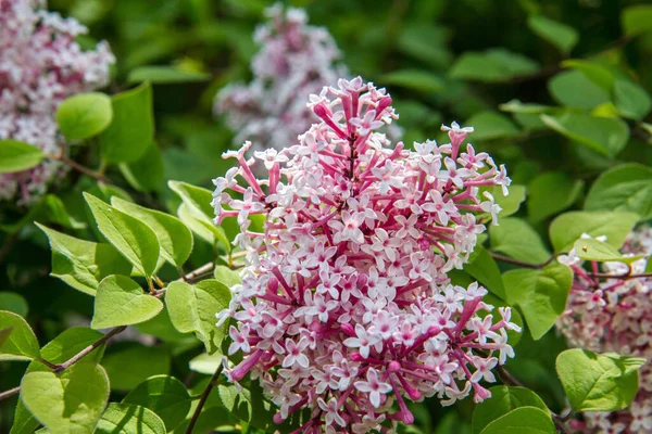 Lilac Tree Blooming Garden — Stock Photo, Image