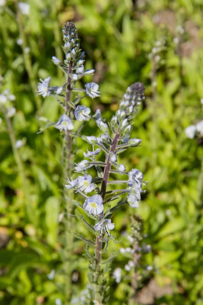 Planta Gentian Speedwell Veronica Gentianoides Floreciendo — Foto de Stock