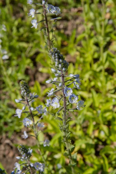 Planta Gentian Speedwell Veronica Gentianoides Floreciendo — Foto de Stock