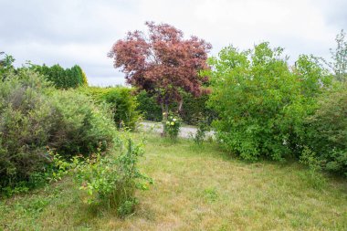 Sarı çiçekli gül çalısı bir greyfurtun altındaki bahçede büyüyor.