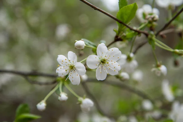 Cherry Tree Blooming Spring — Stock Photo, Image