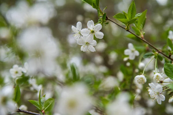 Cerezo Floreciendo Primavera —  Fotos de Stock